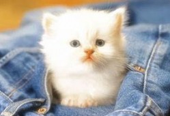 吃瓜娱乐赵小瞒小猫,吃瓜娱乐界的甜蜜萌宠